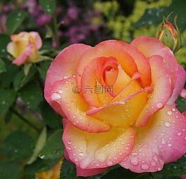 花園,性質(zhì),鮮花
