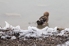 雪,景觀,性質(zhì)