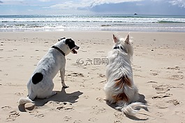 狗,海滩,宠物