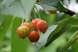 櫻桃,雨滴,夏季