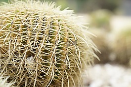 echinocgtus grusonii,仙人掌,峰值