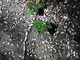 動物,昆蟲,螞蟻