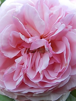 粉色,玫瑰花瓣,花