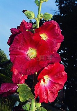 花,開花,關(guān)閉