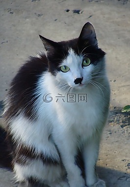 貓,黑色和白色,可愛