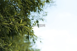 夏天,抽象,大自然