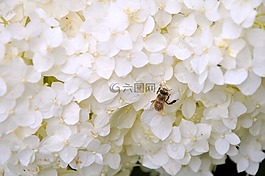 花,蜜蜂,昆蟲