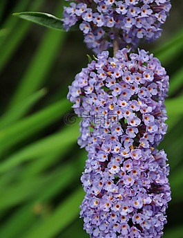 花,花園,宏
