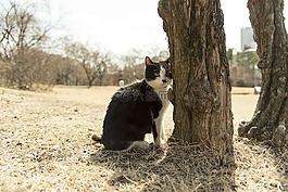 貓,動物,寵物