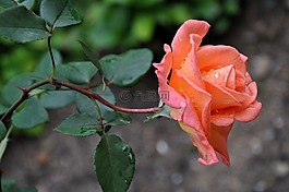 花,玫瑰,宏