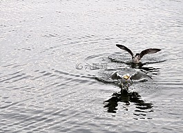 海鷗,鳥,水