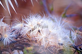 自然,植物區(qū)系,花