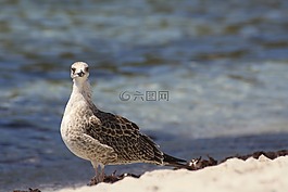 海鷗,海灘,海草