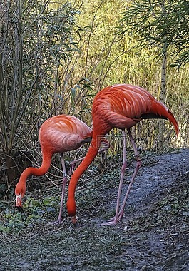 弗拉明戈,動物園,水