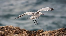 水禽,海鷗,鳥