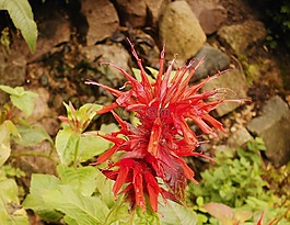 花,紅色,開(kāi)花
