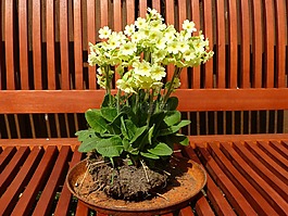 考斯普,黃色,黃花九輪草