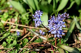 花,開花,紫色的小花