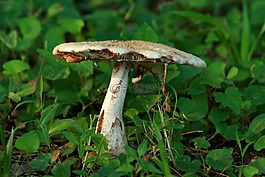菌類,真菌,毒菌