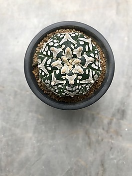 仙人掌,植物,綠色