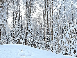 冬天,雪,白