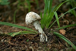 菌類,真菌,白