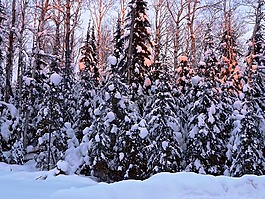冬天,雪,日出