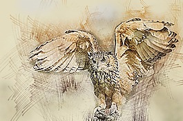 貓頭鷹,野生動(dòng)物,鳥