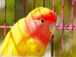 鸚鵡,動物,鳥