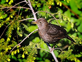 鳥,動(dòng)物,黑鳥