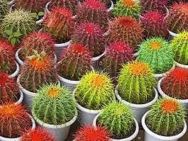 仙人掌,花盆,荊棘