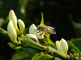蜜蜂,花卉,性質(zhì)