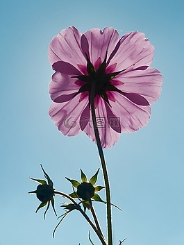 cosmea,宇宙,花多