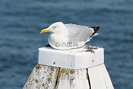 海鷗,海灘,水禽