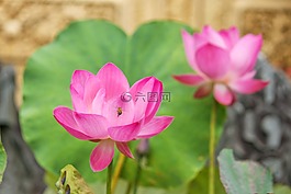 蓮花,佛,池塘