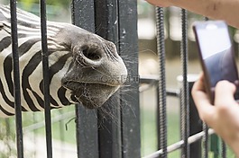 動物園,斑馬,手機(jī)
