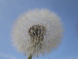 蒲公英,天空,空氣