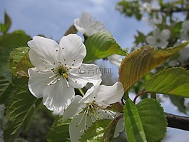 櫻花,關閉,春天