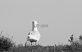 海鷗,海灘,水禽