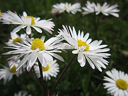 雛菊,草地,白
