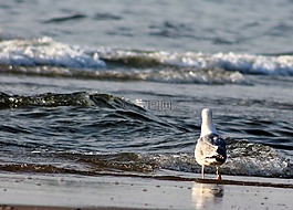 海鷗,海灘,水禽