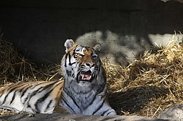 動物園,海拉布倫,慕尼黑