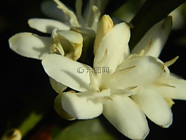 弗洛爾德咖啡館,景觀,綻放