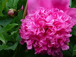 牡丹,花,植物群