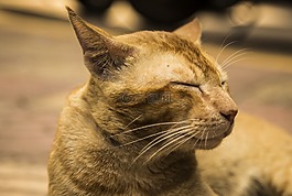 貓,貓的,動(dòng)物