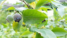 藍(lán)莓,水果,美味