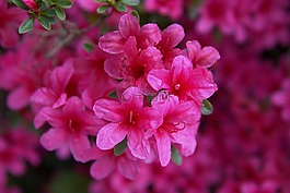 春天,鮮花,花園
