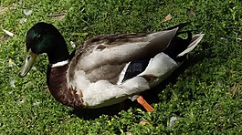 鴨,野鴨,鳥(niǎo)