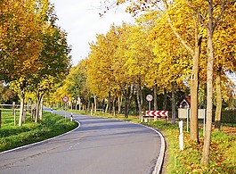 秋天的國家的道路,大道,秋天的顏色