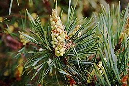 春天,針葉樹,鮮花